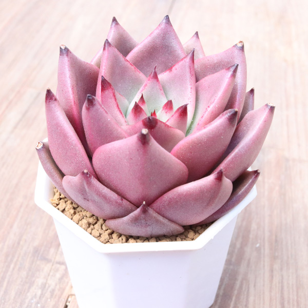 ロメオ】の紹介ページ｜E-TANIKU（イータニク）