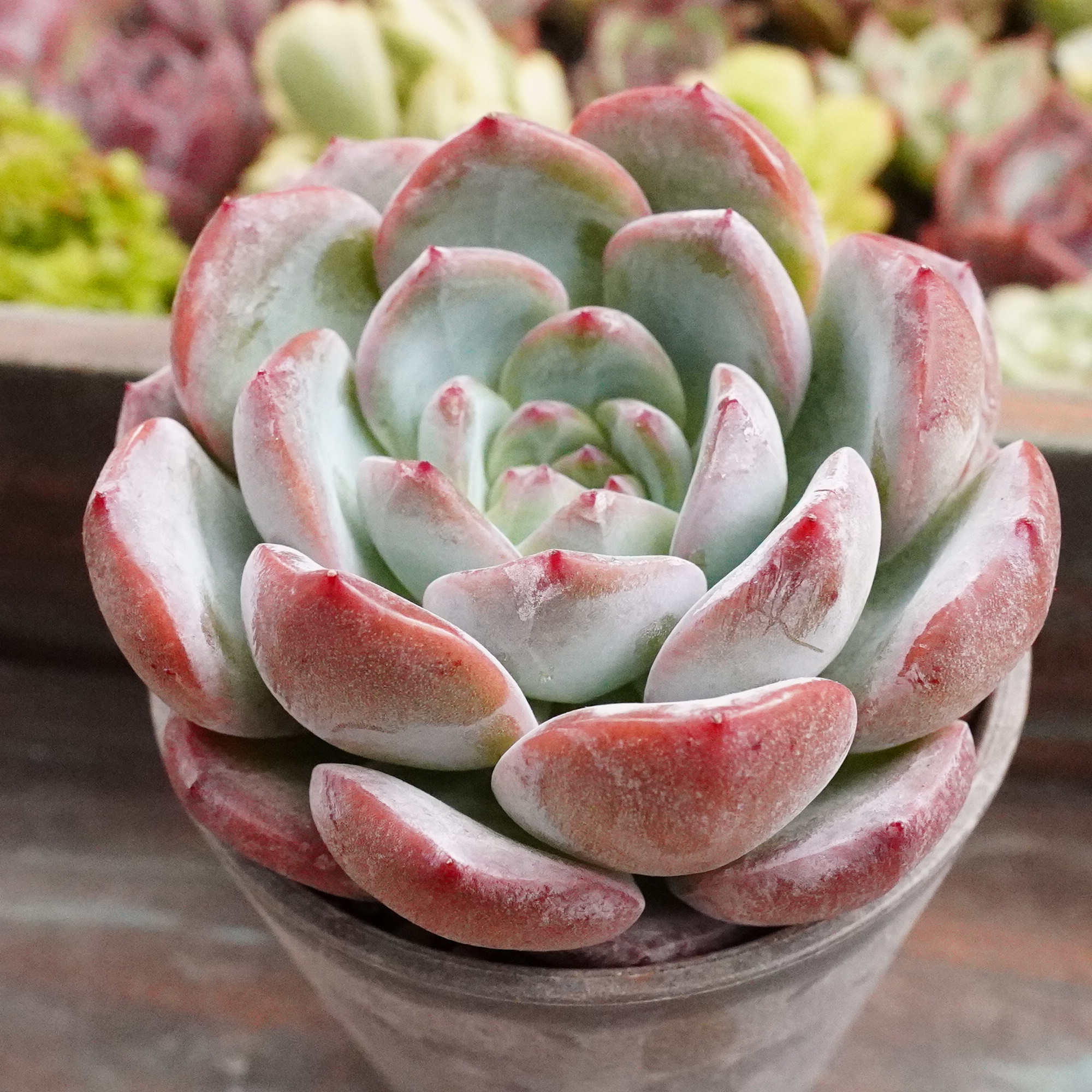 エリキュラミス】の紹介ページ｜E-TANIKU（イータニク）