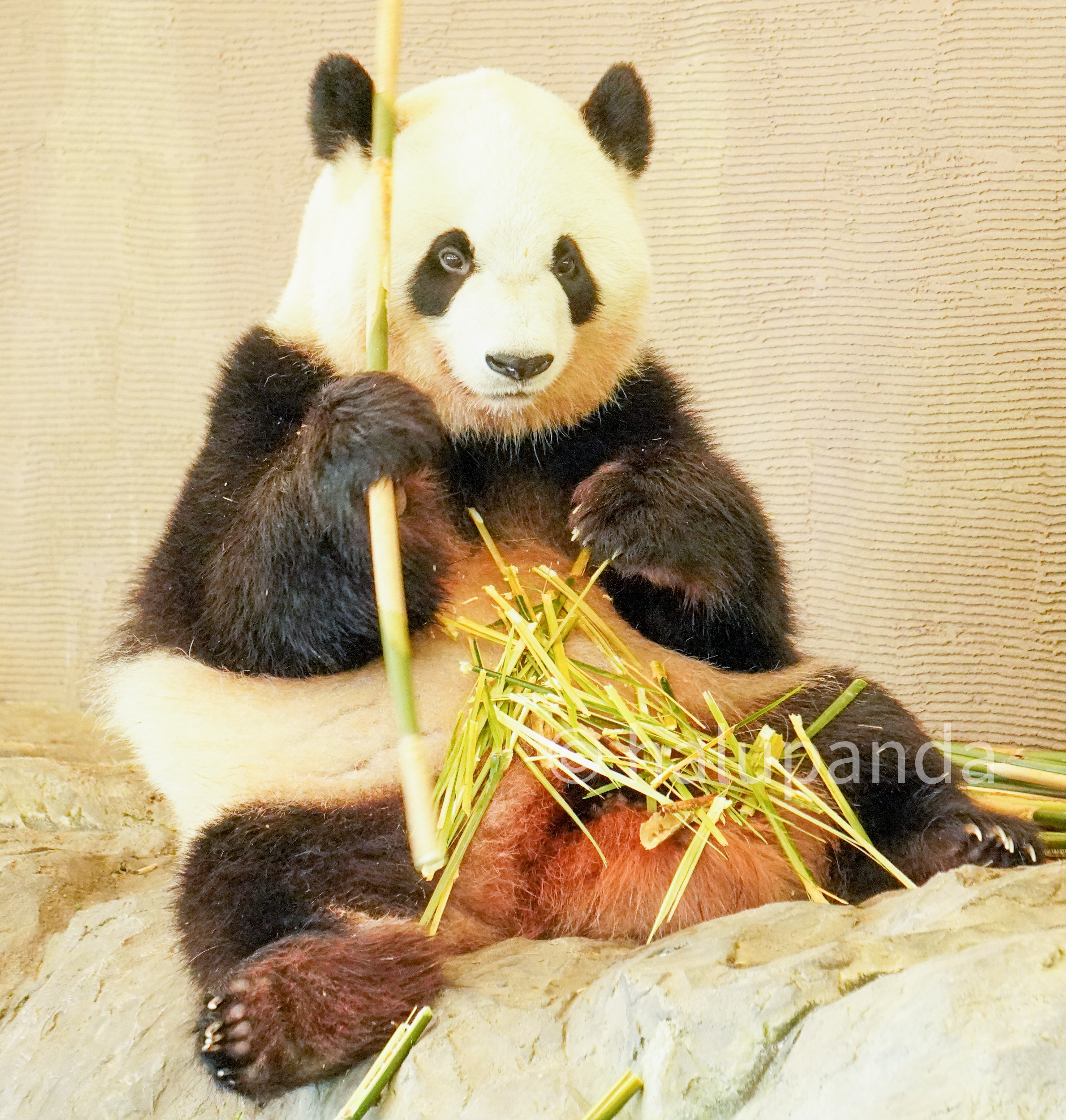 2021/10永明・良浜・桜浜・桃浜・彩浜・楓浜写真【アドベンチャー
