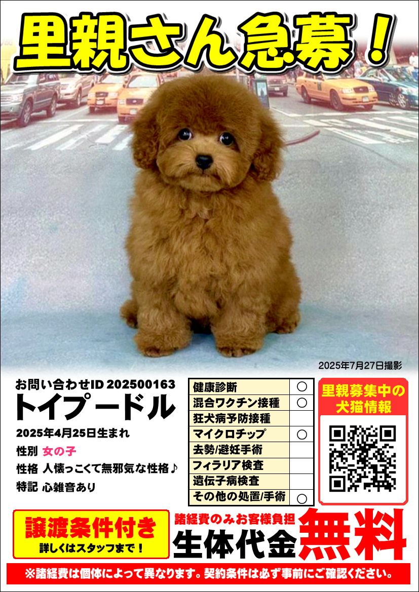 里親さん募集中》トイプードル（レッド）パピー 女の子 家族が決まり