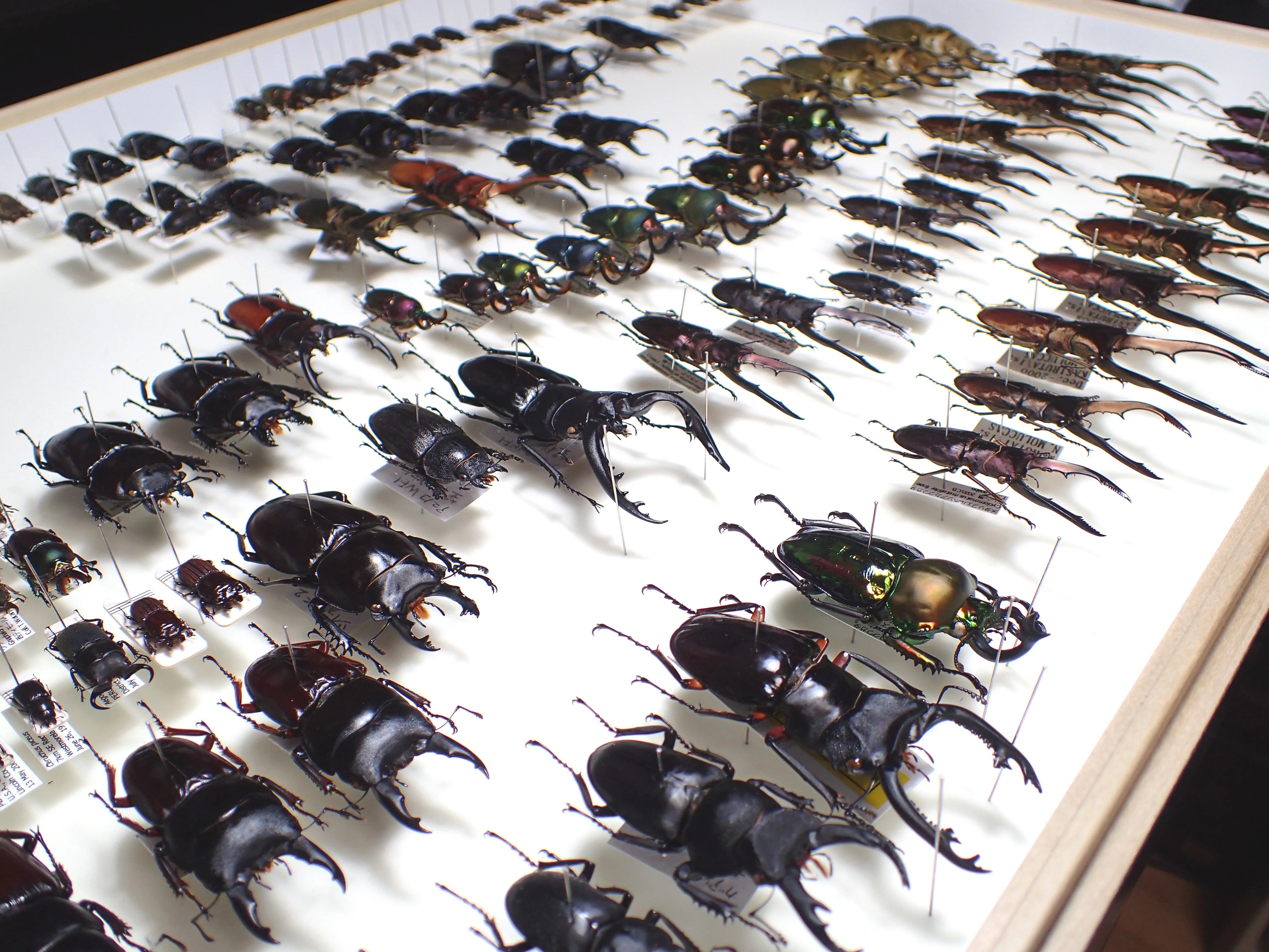 昆虫標本の作成方法 | わたくわの飼育記