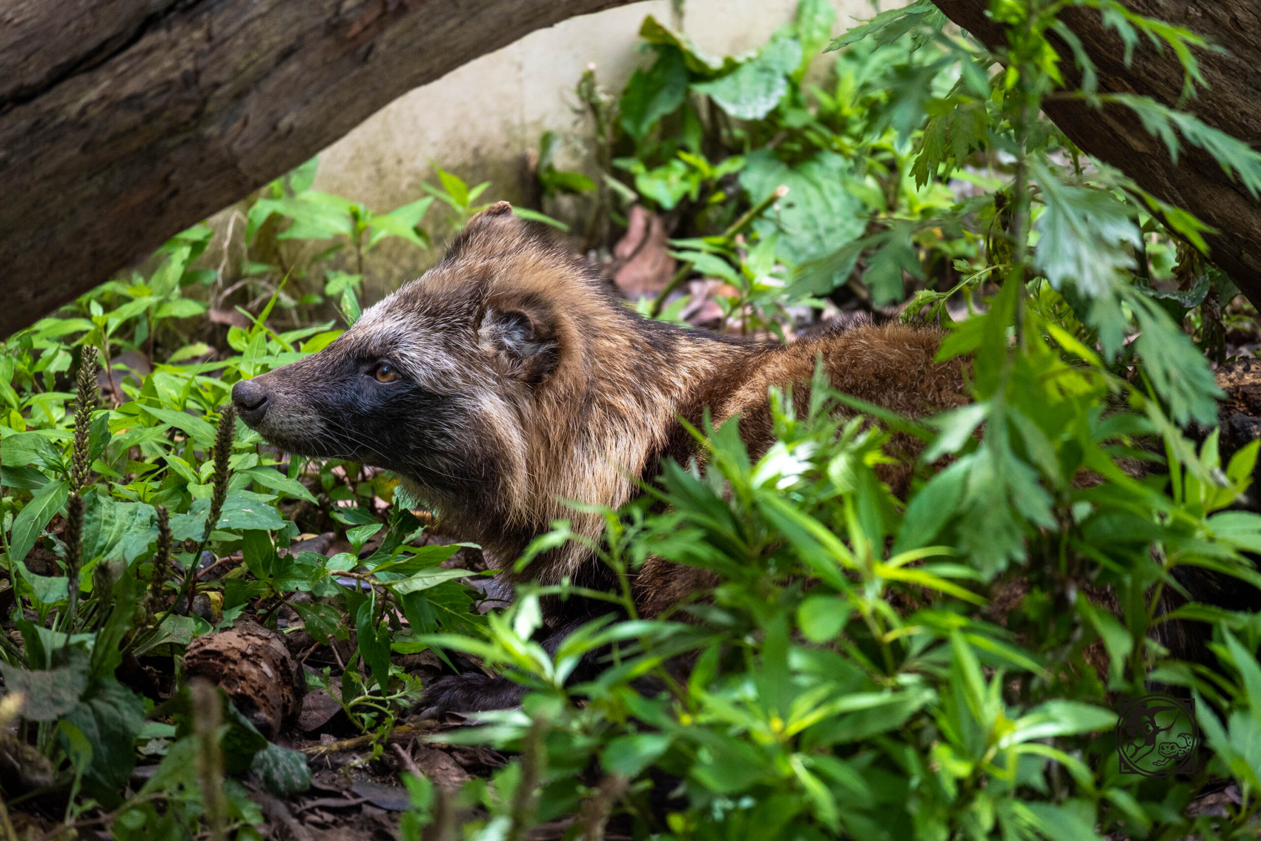 仕事休んでZ30とNIKKOR Z DX 50-250mm f/4.5-6.3 VRを持って東山動