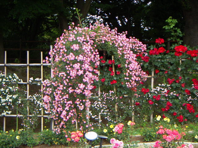 ウィーピングスタンダード: 生田緑地ばら苑 公式ブログ