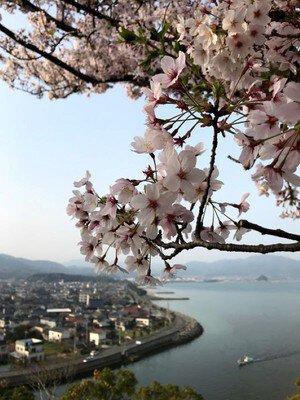 王子山公園の桜（長門市） - お花見2026 - ウォーカープラス