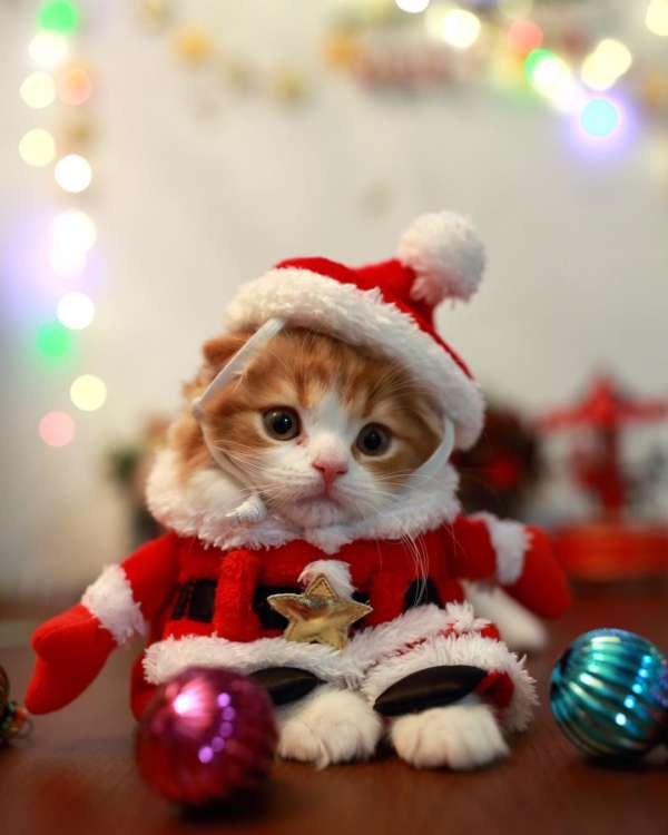 人気インスタグラマーさんが教えてくれた！ 愛猫と一緒にクリスマスを