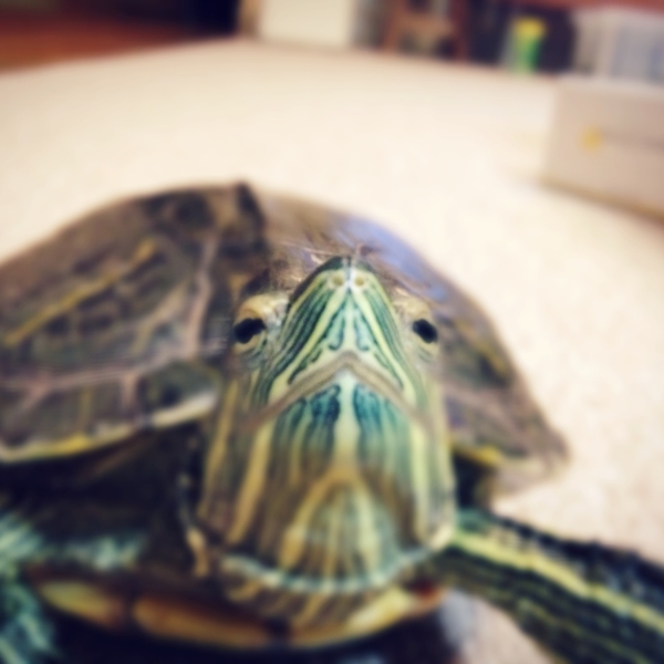 カメちゃん（カメ） :: ペットのおうち【里親決定30万頭！】