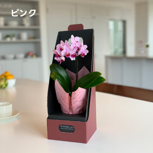 送料無料】椎名洋ラン園のマイクロ胡蝶蘭【2.5号 1本立】ギフト