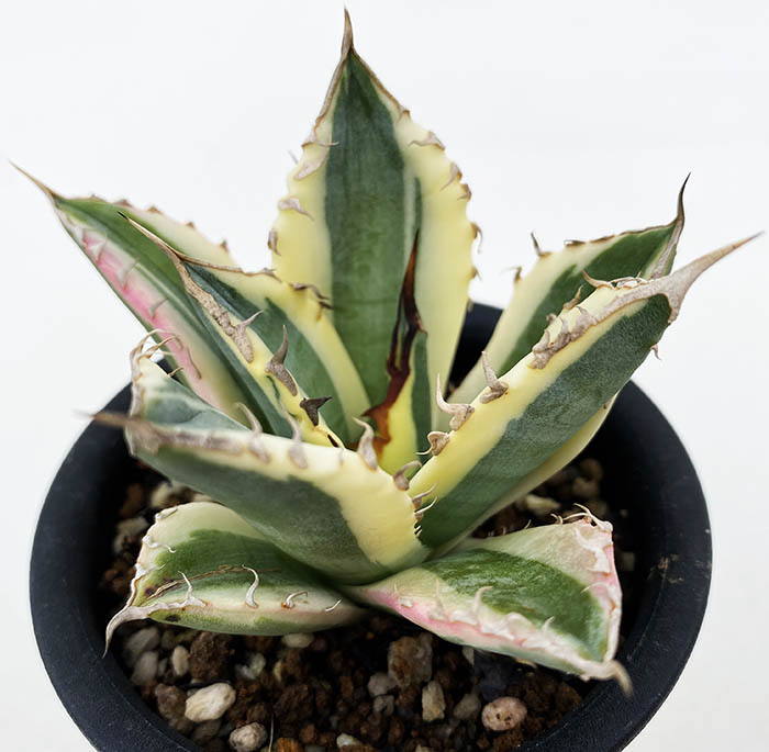 アガベ チタノタ ”スナグルトゥース” | ネットショップ・アガベ