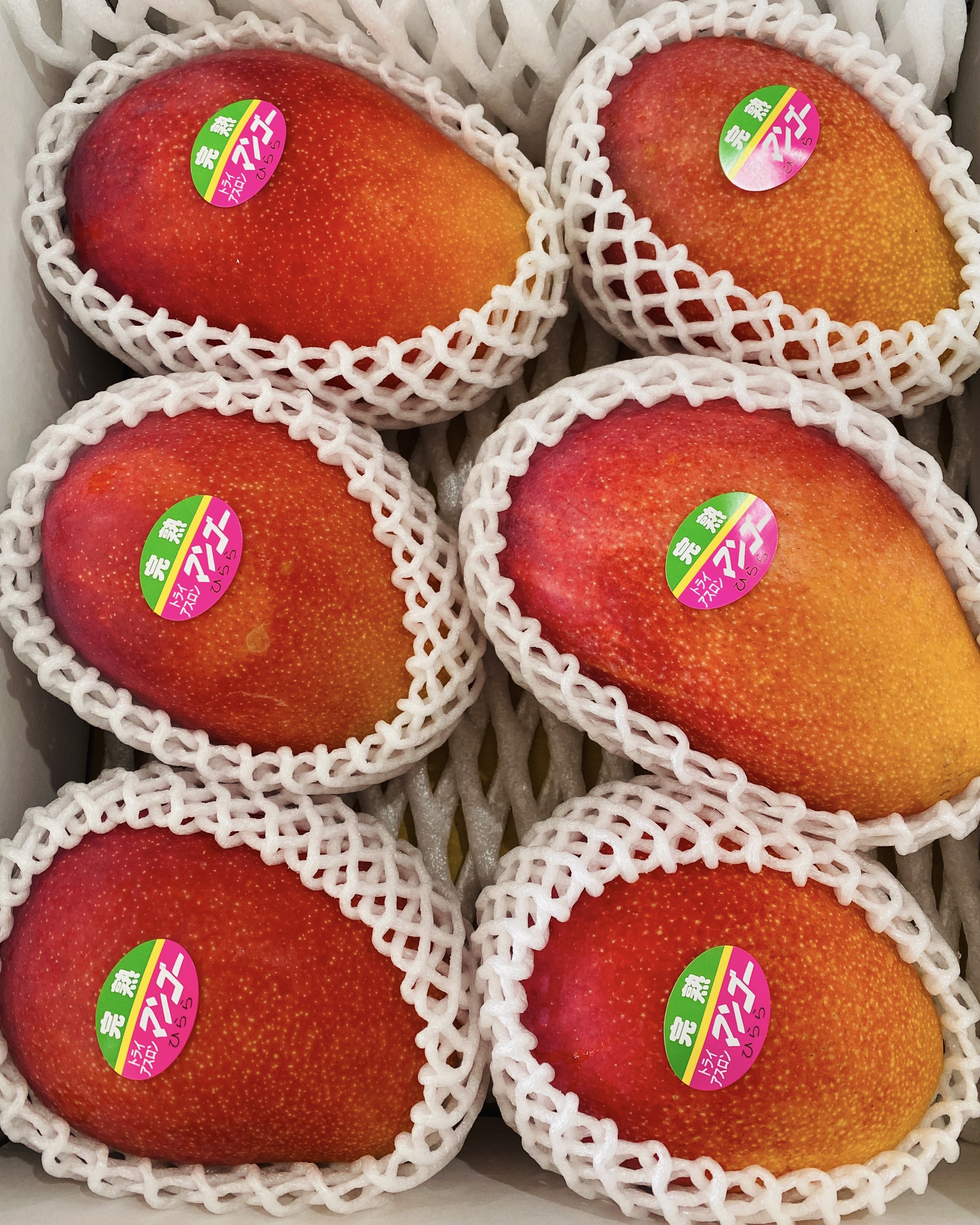 88ヤマシタマンゴー 耐寒性【雪姫】特大株 88ヤマシタマンゴー 耐寒性