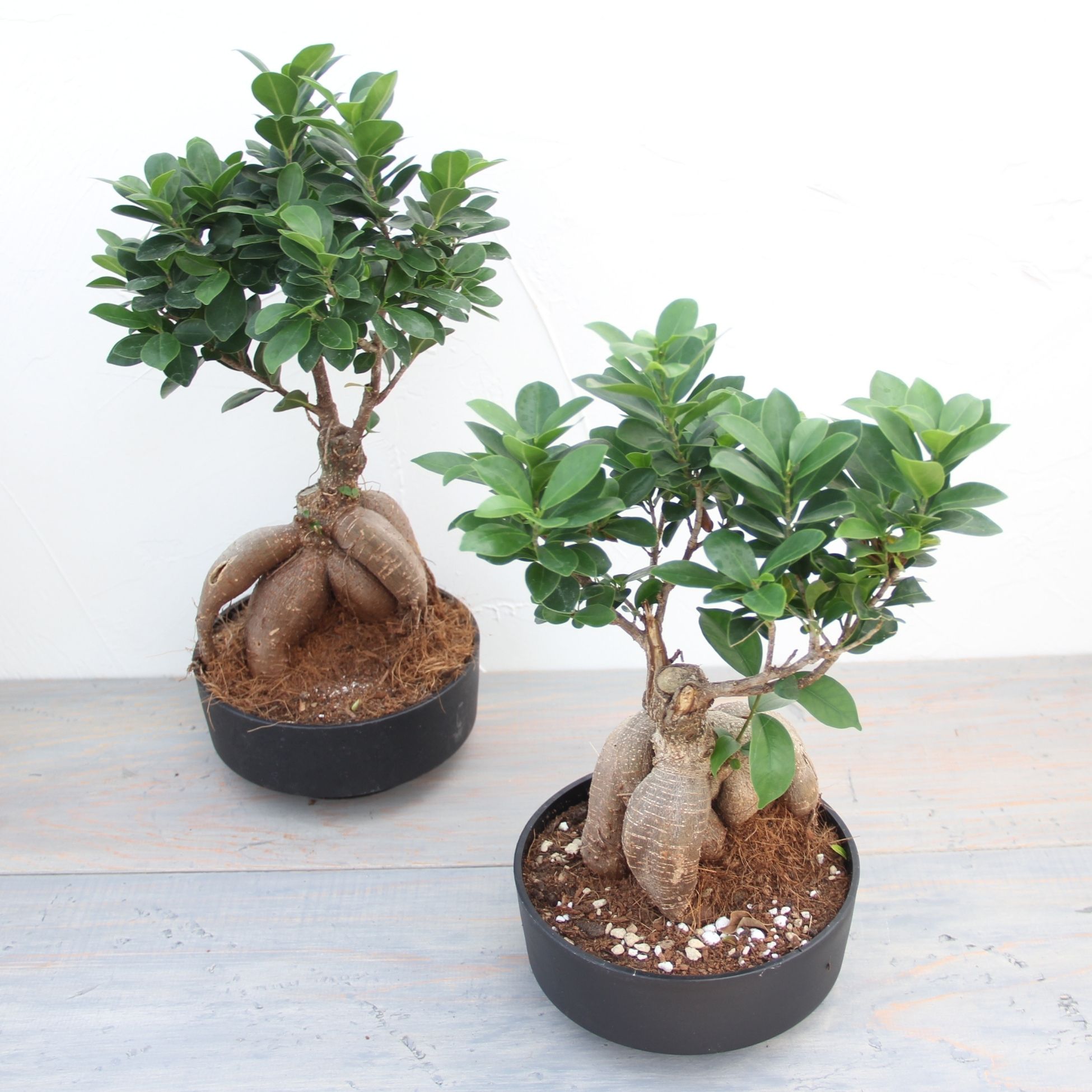 楽天市場】『ガジュマル 盆栽仕立て』Ficus microcarpa 6号鉢 ミニ観葉