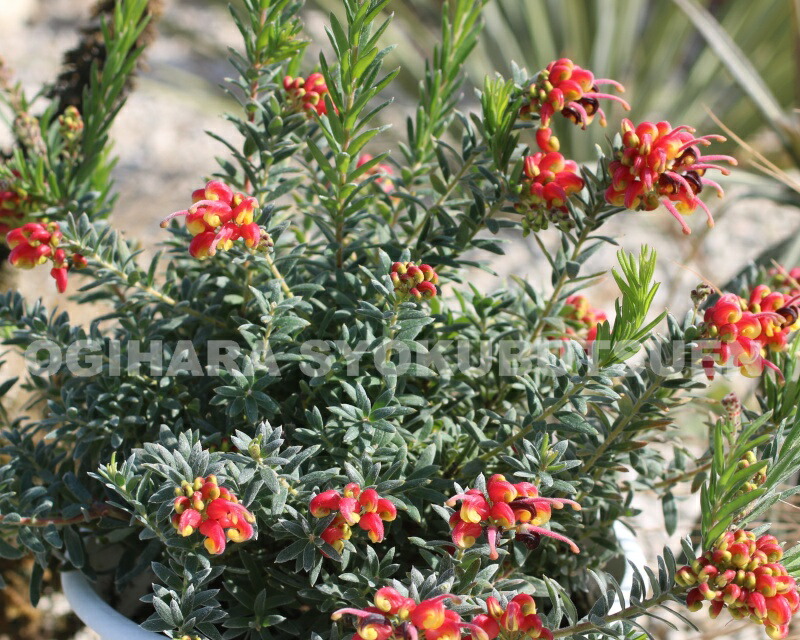 楽天市場】グレビレア ラニゲラ : おぎはら植物園