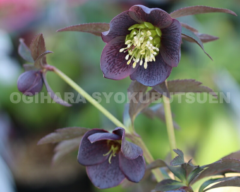 楽天市場】クリスマスローズ クロアチカス : おぎはら植物園