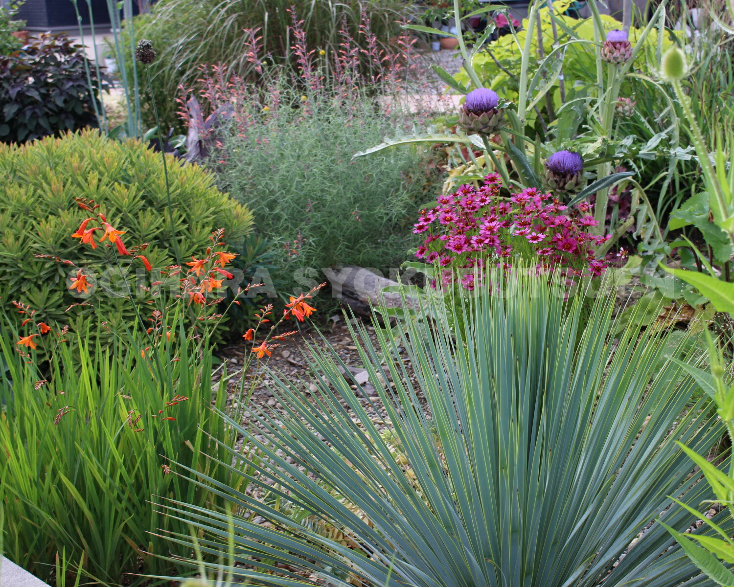 楽天市場】ユッカ ロストラータ 'サファイヤ スカイズ' : おぎはら植物園