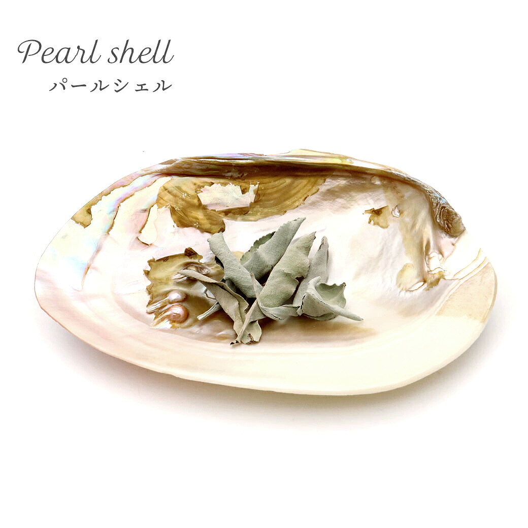 shell02.jpg