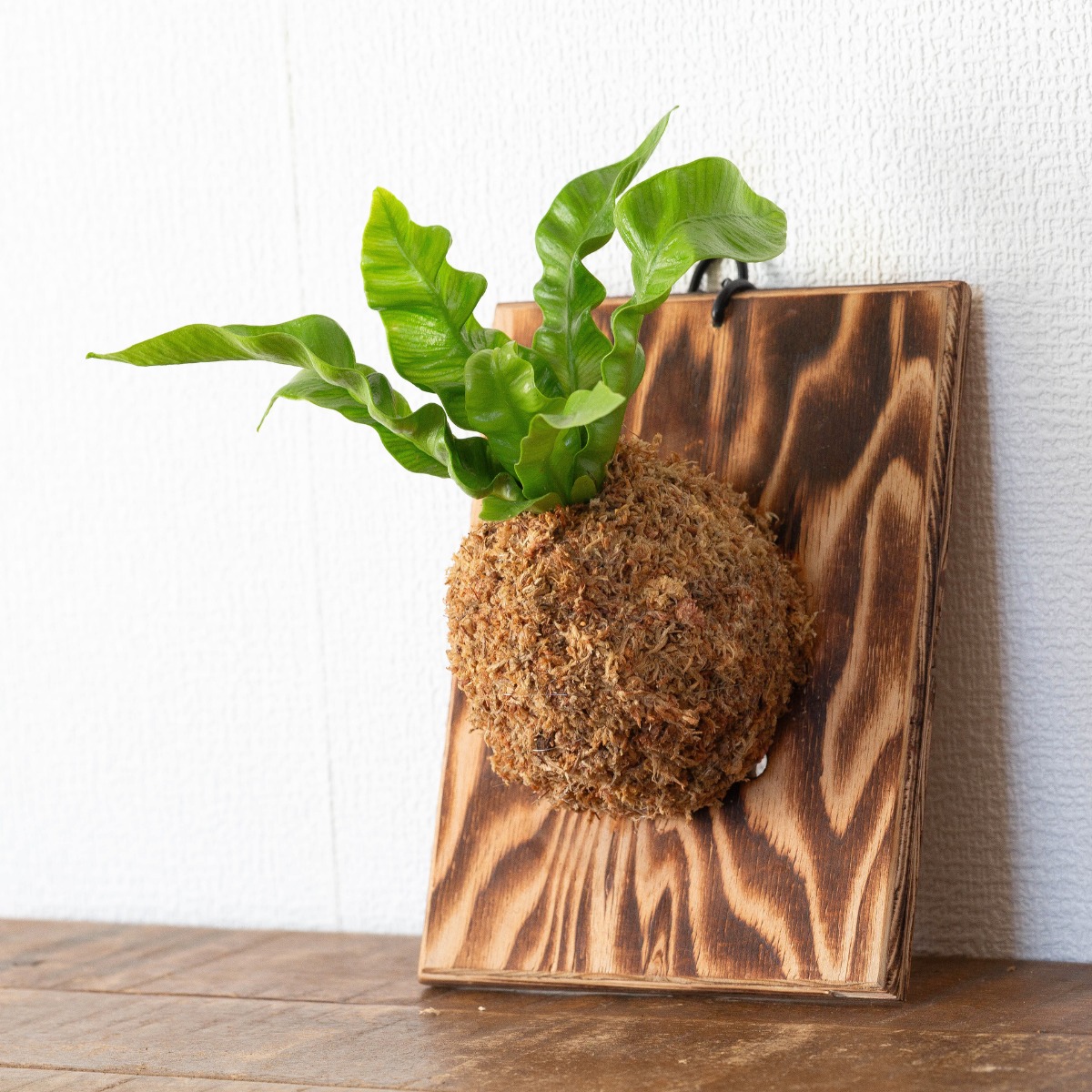 アスプレニウム・エメラルドウェーブの板付け｜育て方付きで初心者でも安心