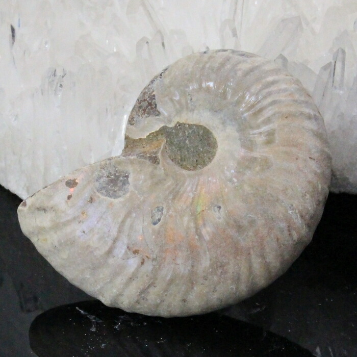 楽天市場】【高品質マダガスカル産 一点物】アンモナイト 化石 にじ
