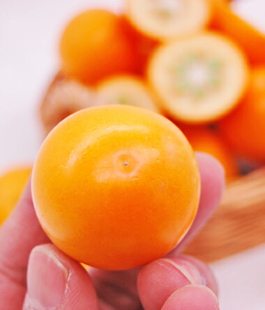 楽天市場】静岡産 完熟 きんかん プレミアム こん太 「 コンターレ