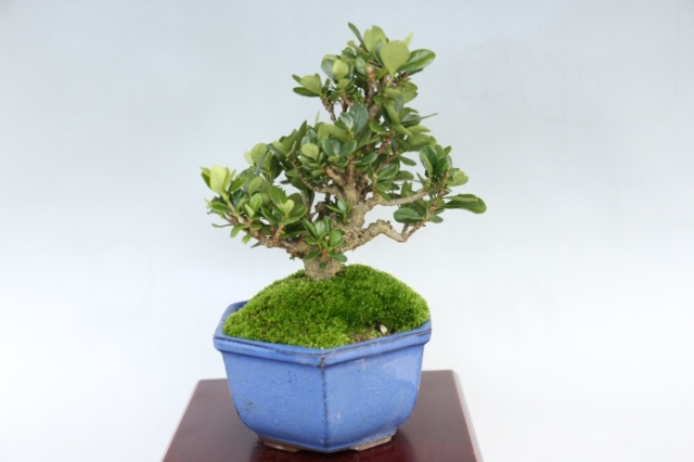 実成くちなし A3039☆クチナシ 梔子 花物実物 小品盆栽☆「送料無料