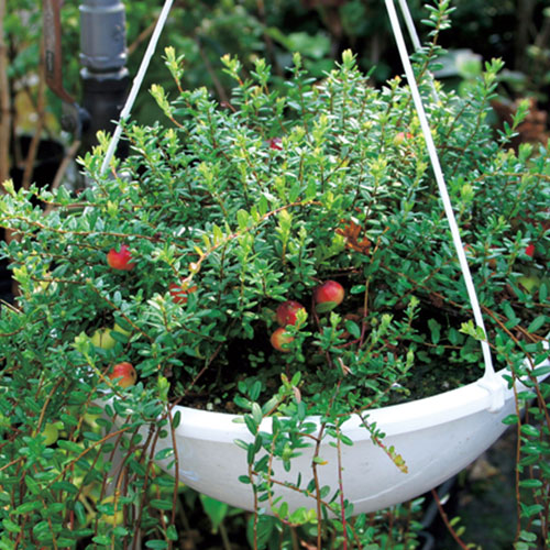 クランベリーの苗木」を販売【花育通販】果樹苗の専門店