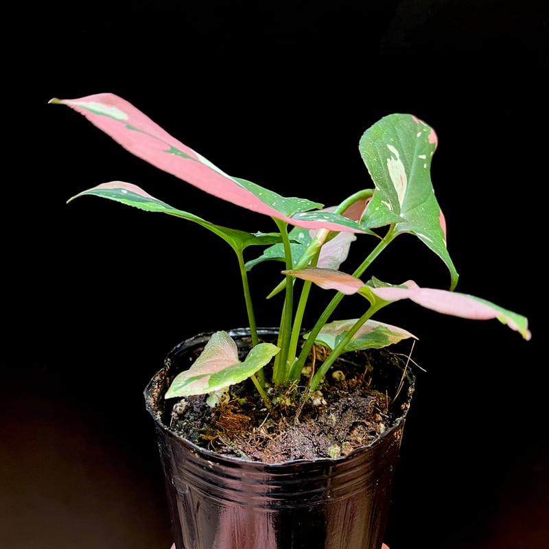 シンゴニウム レッドスポット トリカラー | hanatsumugi GREEN