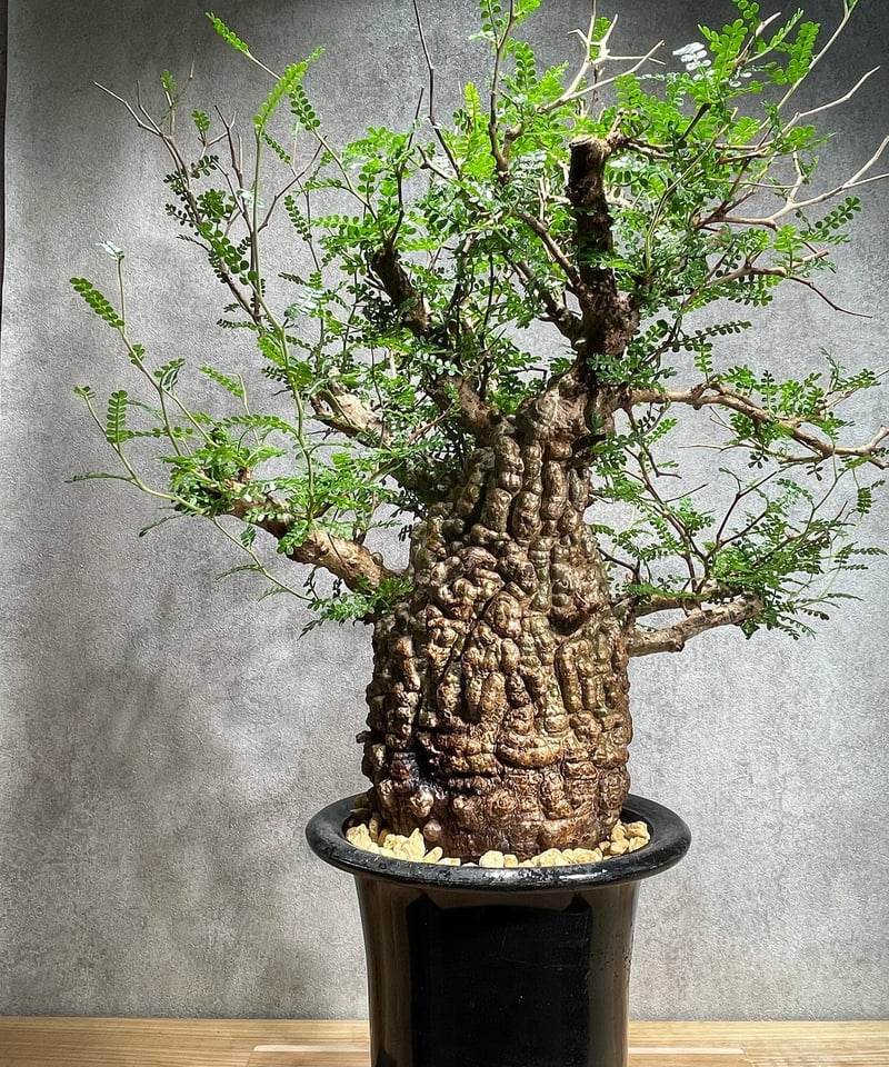 オペルクリカリア パキプス／Operculicarya pachypus 発根済 (商品番号P