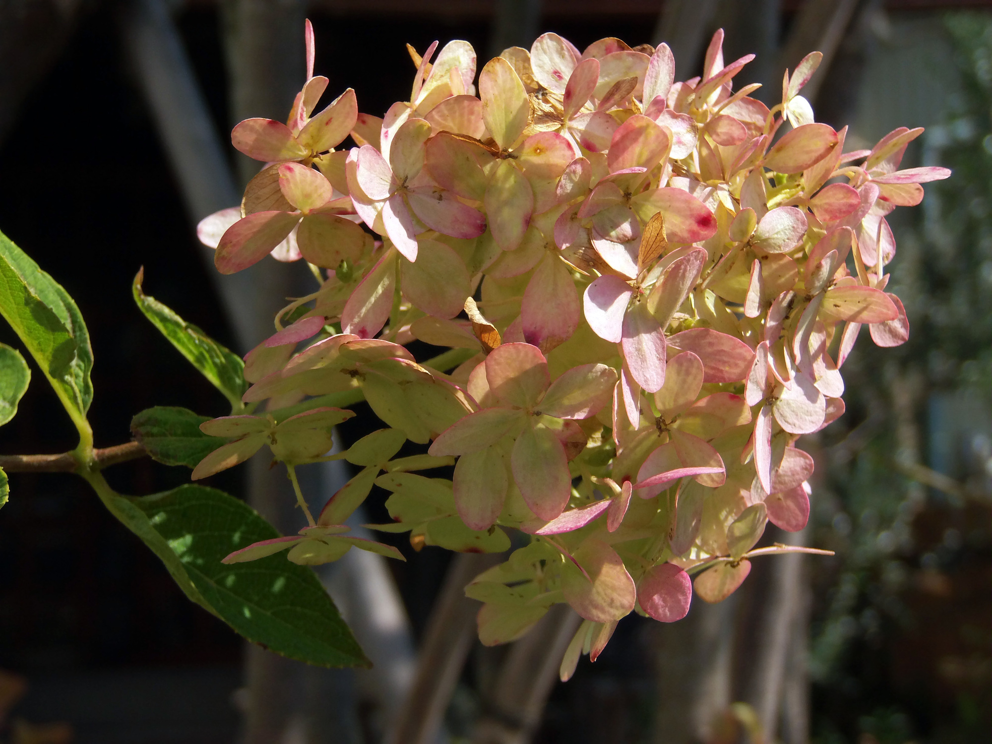 ピラミッドアジサイってどんな植物？育て方と剪定の仕方を紹介