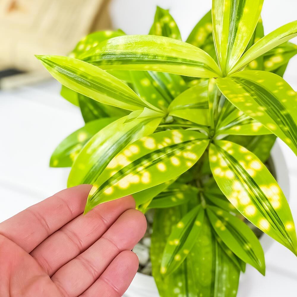 PLANCHU 観葉植物 ドラセナ ファニータ 5号樹脂鉢 ホワイト サスティー