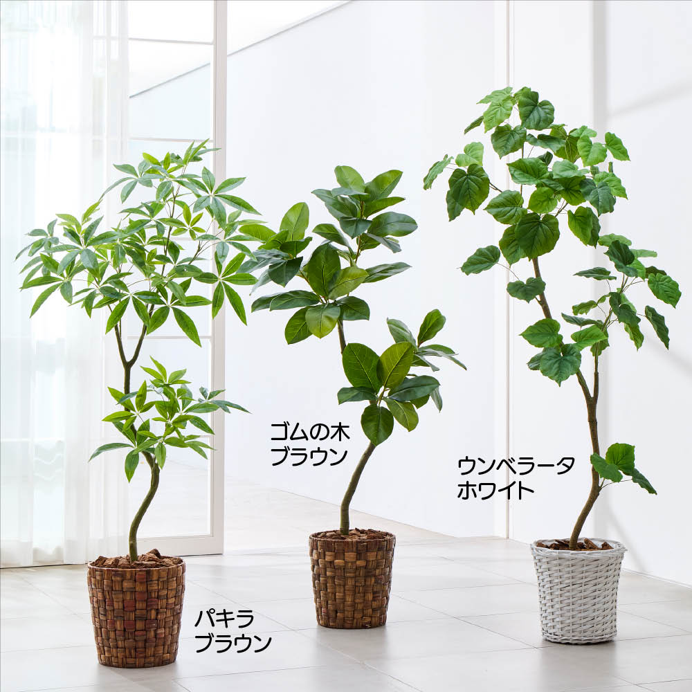 細部の質感にこだわったインテリアグリーン ウンベラータ 通販 - ディノス