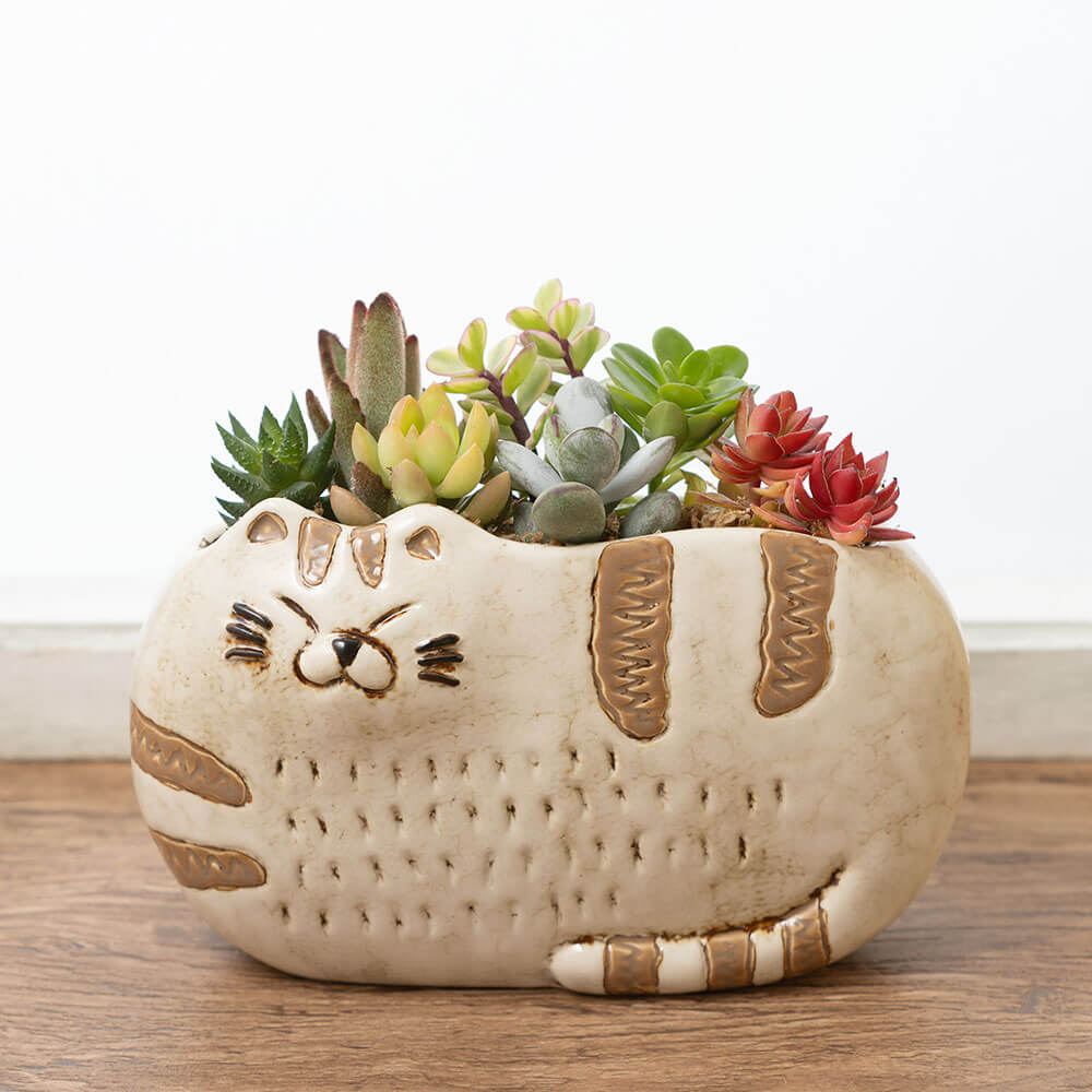 寄せ植え「猫さんのひなたぼっこ」｜フラワーギフト通販ならイイハナ