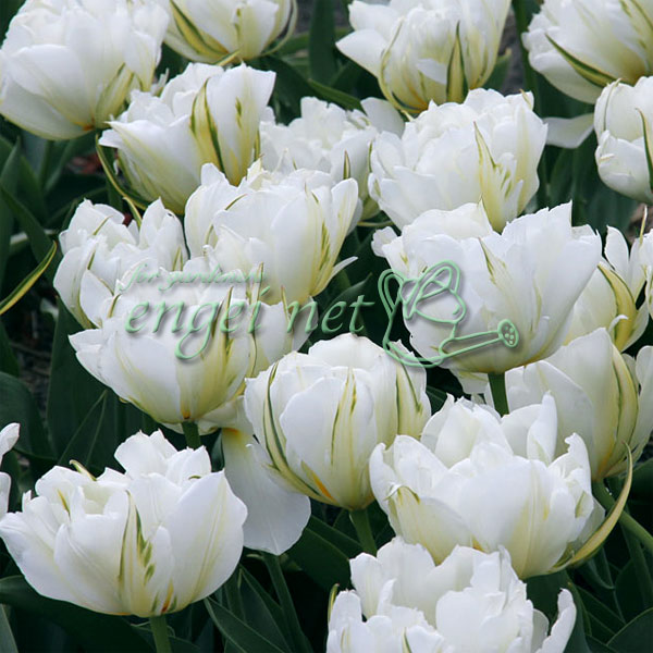 園芸ネット本店｜チューリップ（八重咲き）：ホワイトヴァレー3球入り