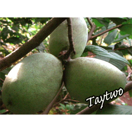 園芸ネット本店｜ポポー：タイトー（接木苗）5号ポット＊ の通販【公式】