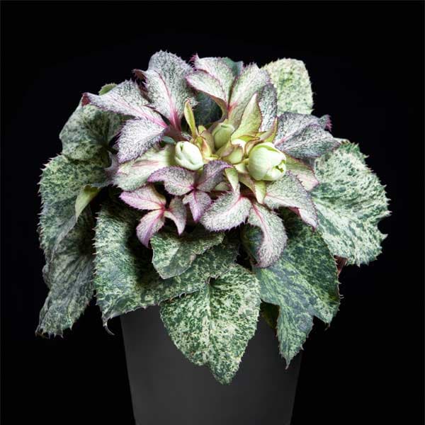 園芸ネット本店｜クリスマスローズ（原種系）：*アーグチフォリウスHGC