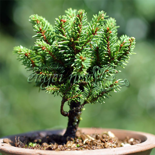 園芸ネット本店｜エゾマツ：八房エゾ松2.5号ポット の通販【公式】