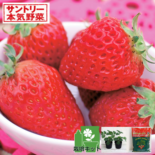園芸ネット本店｜いちごのかんたん栽培セット（鉢無しでできる