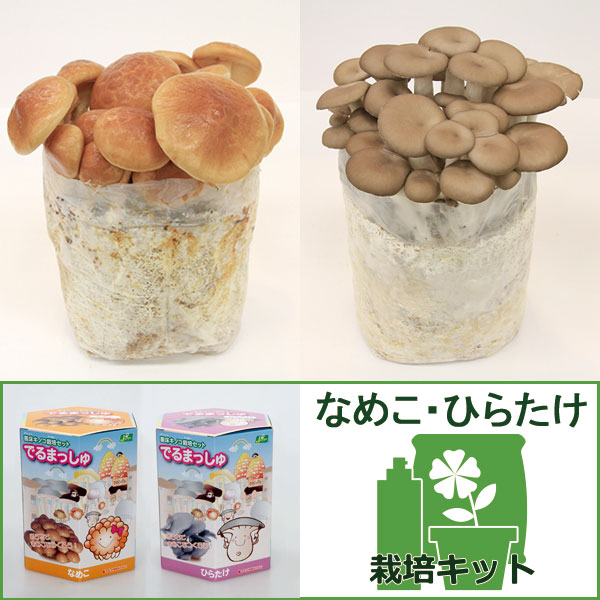園芸ネット本店｜きのこ栽培2種セット：でるまっしゅ（なめこ・ひら
