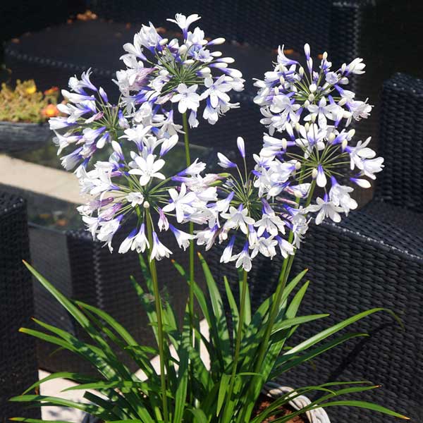 園芸ネット本店｜アガパンサス：ツイスター3.5号ポット の通販【公式】