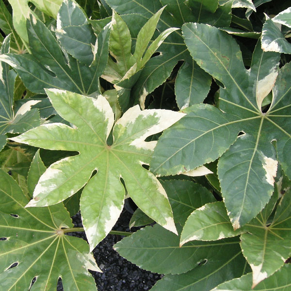 園芸ネット本店｜ヤツデ：斑入りヤツデ 5号ポット の通販【公式】