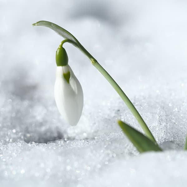 園芸ネット本店｜スノードロップ3球植え 3.5号ポット の通販【公式】