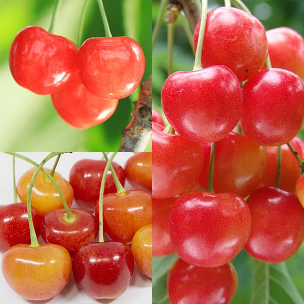 園芸ネット本店｜サクランボ3種受粉樹セット：さとうにしき（佐藤錦