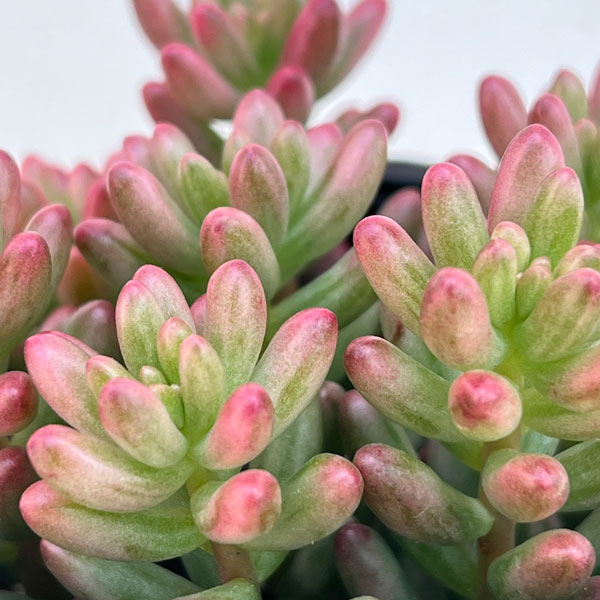 園芸ネット本店｜セダム：オーロラ3号ポット の通販【公式】