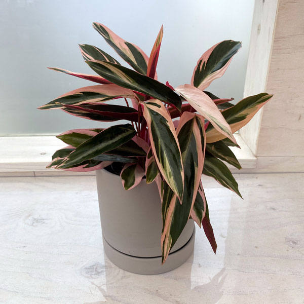 園芸ネット本店｜ストロマンテ・トリオスター（ウラベニショウ