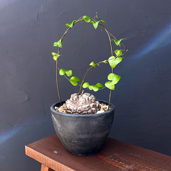 園芸ネット本店｜ディオスコレア（亀甲竜）：エレファンティペス（キッ