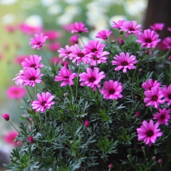 園芸ネット本店｜ビジューマム ローズクオーツ5号鉢植え の通販【公式】