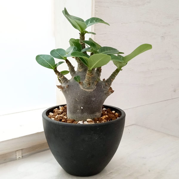 園芸ネット本店｜アデニウム：アラビカム ドワーフ ブラック 4号鉢植え