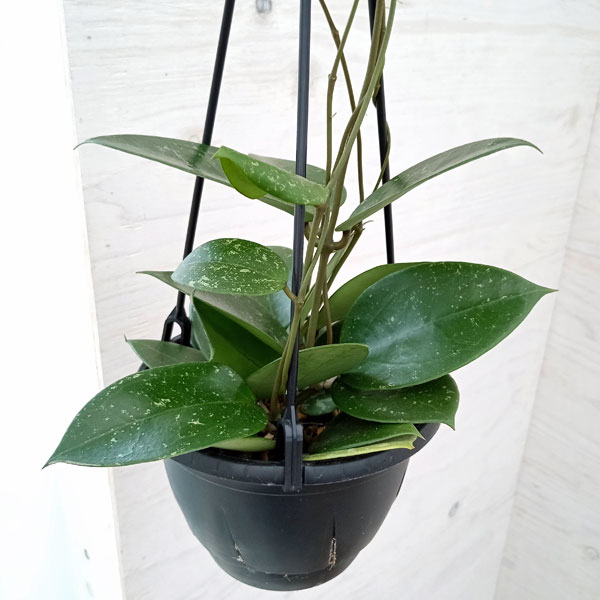 園芸ネット本店｜ホヤ：パラシティカ ハートリーフスプラッシュ 5号