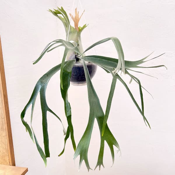 園芸ネット本店｜ビカクシダ（コウモリラン）：willinckii x veitchii