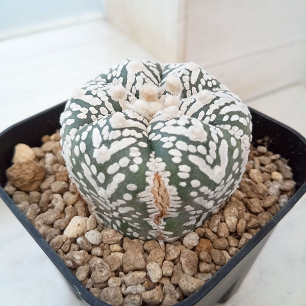 園芸ネット本店｜アストロフィツム：兜丸 Vタイプ 6cmスクエア鉢23-40