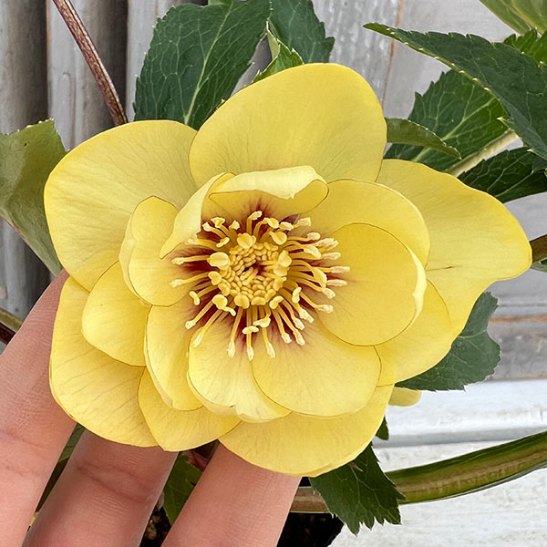 園芸ネット本店｜杉光園芸さんのクリスマスローズ：ダブルゴールド24