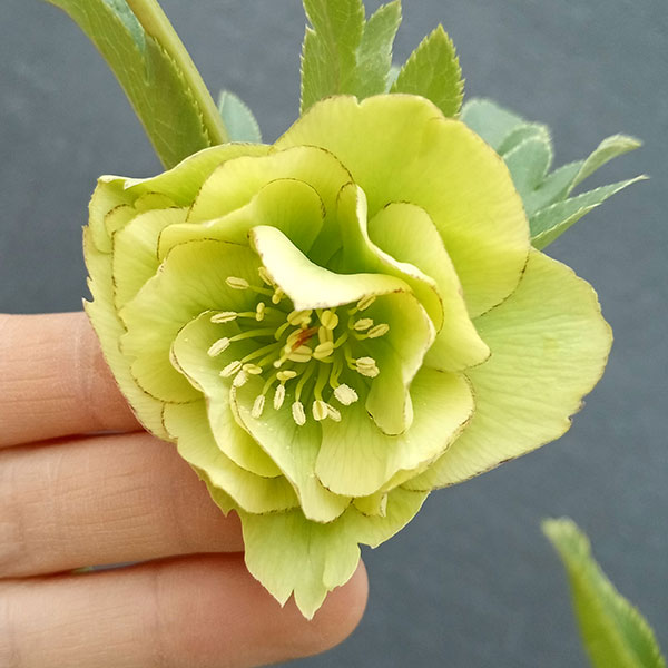 園芸ネット本店｜曽田園芸さんのクリスマスローズ：24-06フレグランス