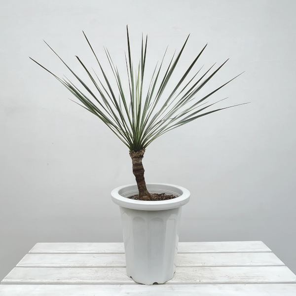 園芸ネット本店｜ユッカ：ロストラータ 8号鉢植え24-02 の通販【公式】